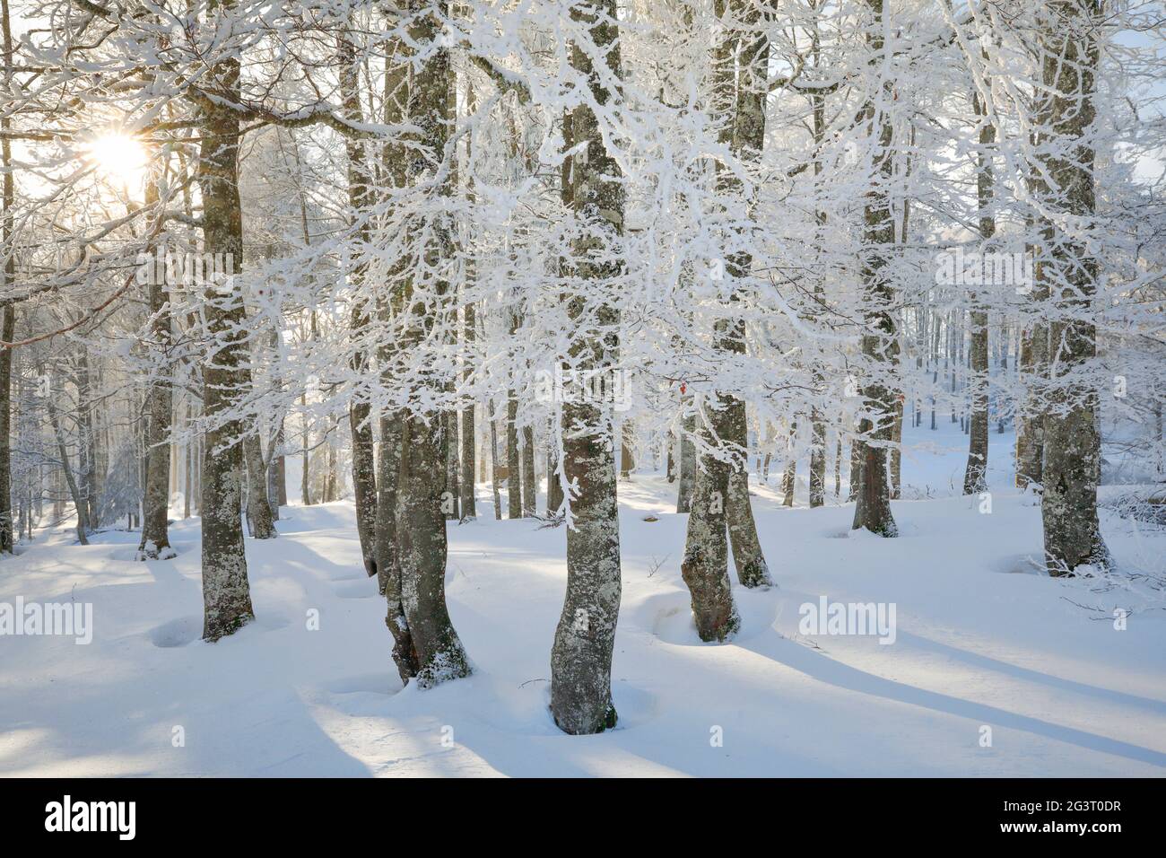 Verschneite Buchenwälder am Jura neuchâtelois im Winter, Schweiz Stockfoto