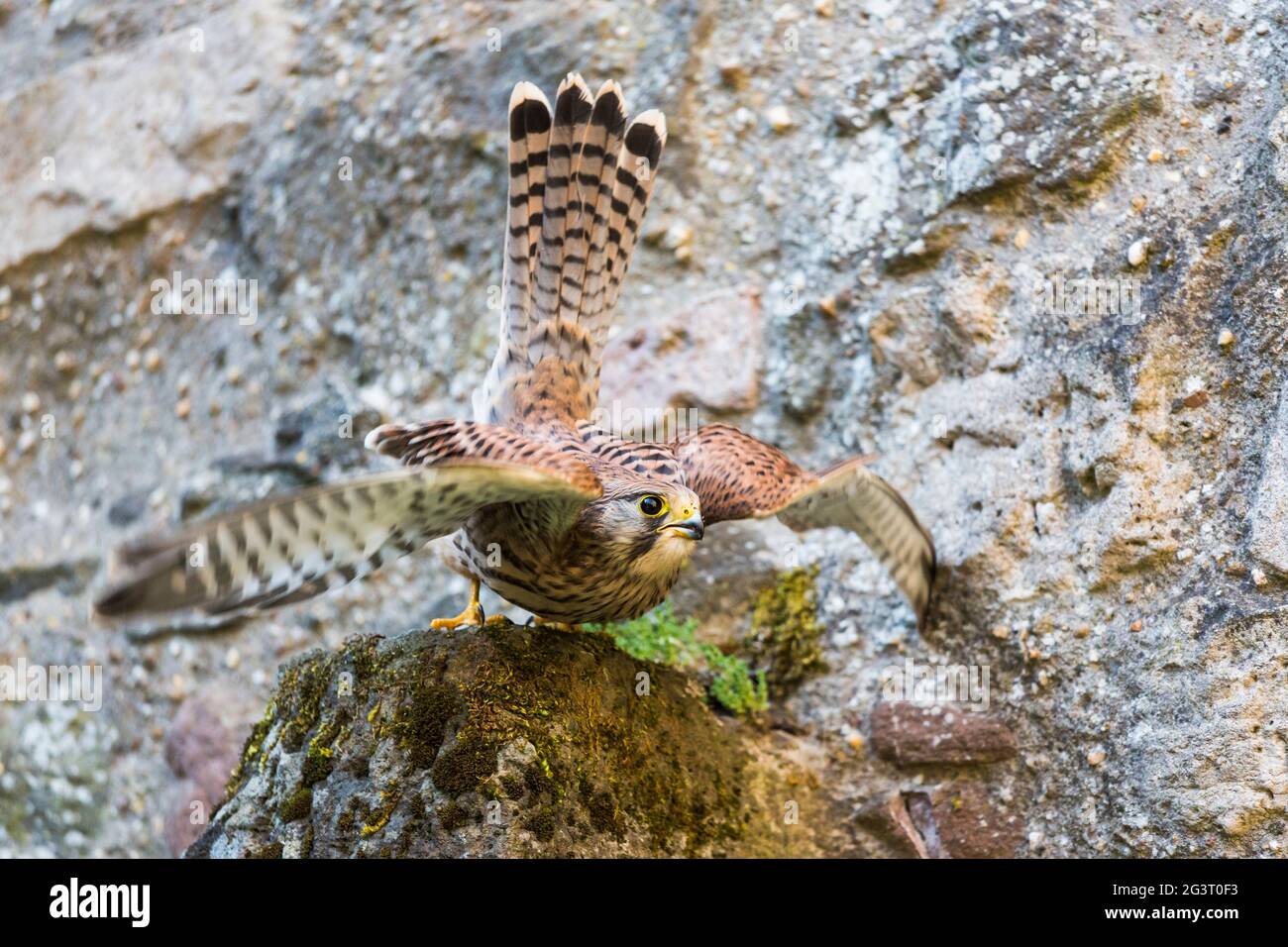 Europäischer Turmfalken, Eurasischer Turmfalken, alter Turmfalken, gewöhnlicher Turmfalken (Falco tinnunculus), hebt von einer Felswand ab, Deutschland, Rheinland-Pfalz Stockfoto