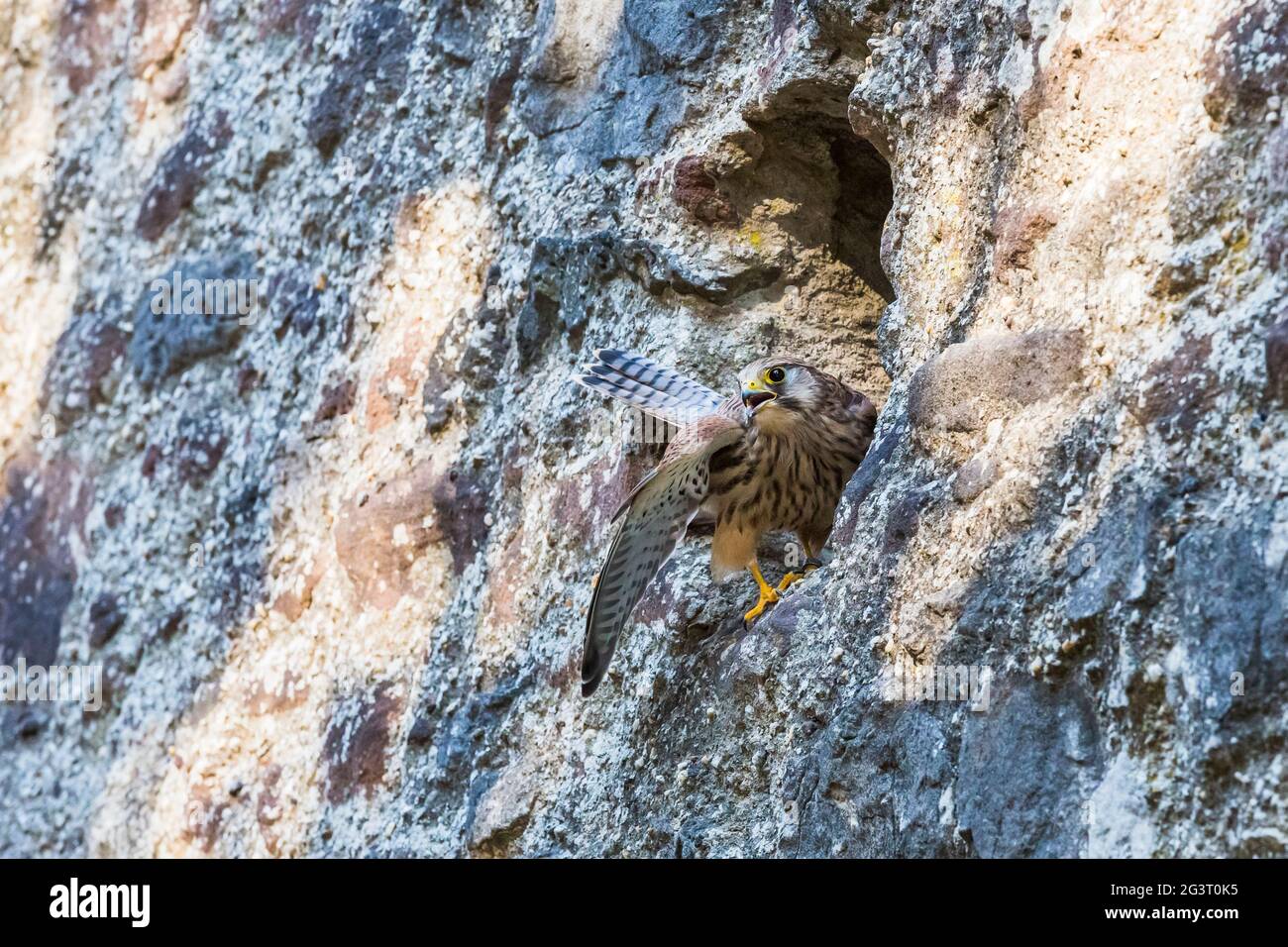 Europäischer Turmfalke, Eurasischer Turmfalke, alter Turmfalke, gewöhnlicher Turmfalke (Falco tinnunculus), liegt auf einer Klippe, Deutschland, Rheinland-Pfalz Stockfoto