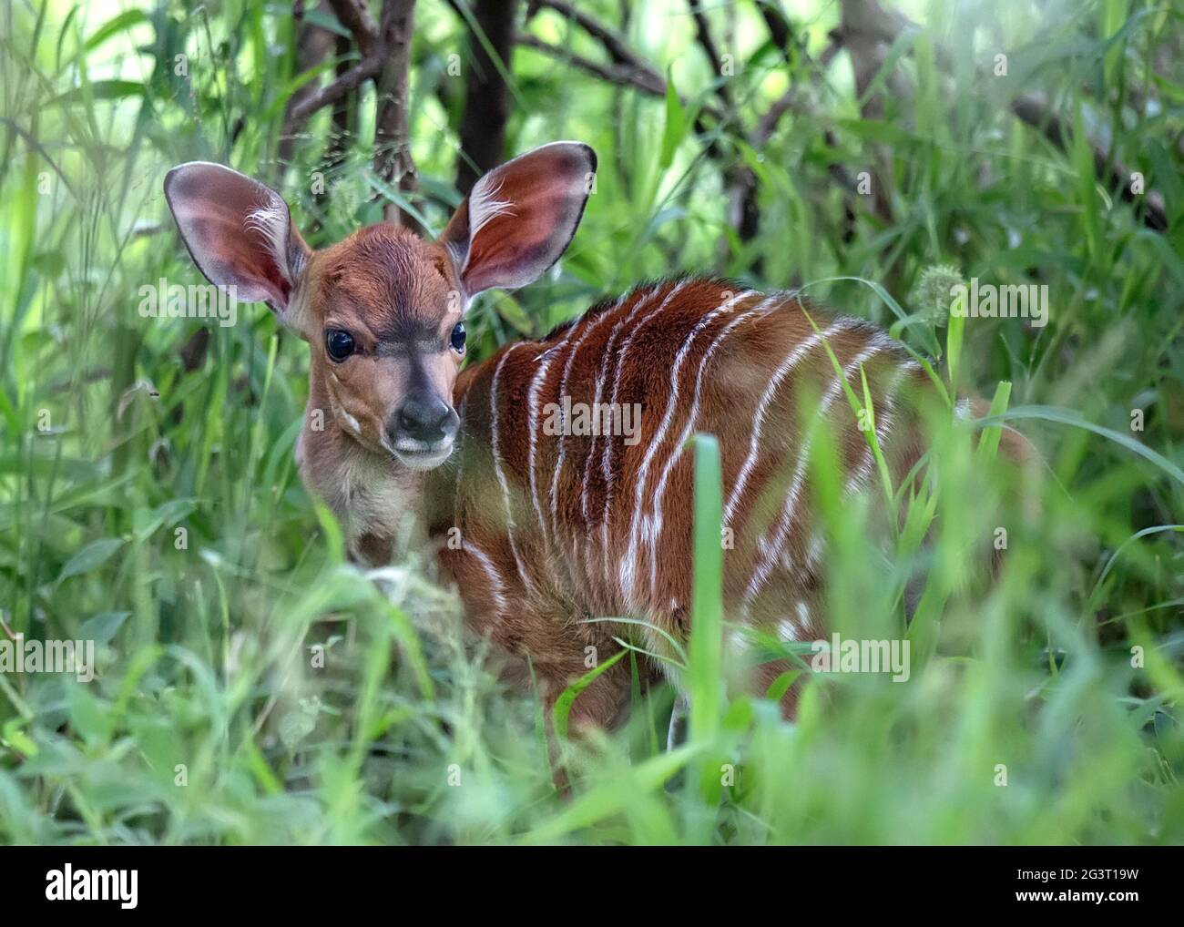 Ein junges Nyala-Kalb im Gras Stockfoto