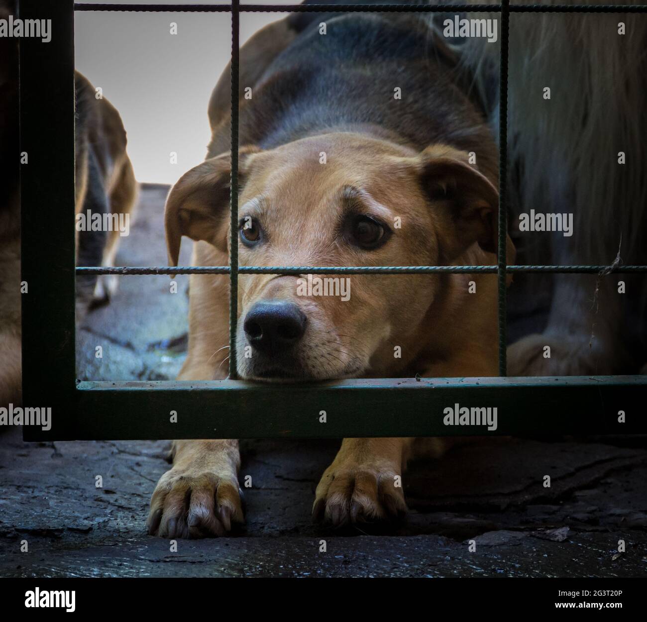 Hunde sperrten Opfer von Tiermissbrauch und -Missbrauch ein Stockfoto
