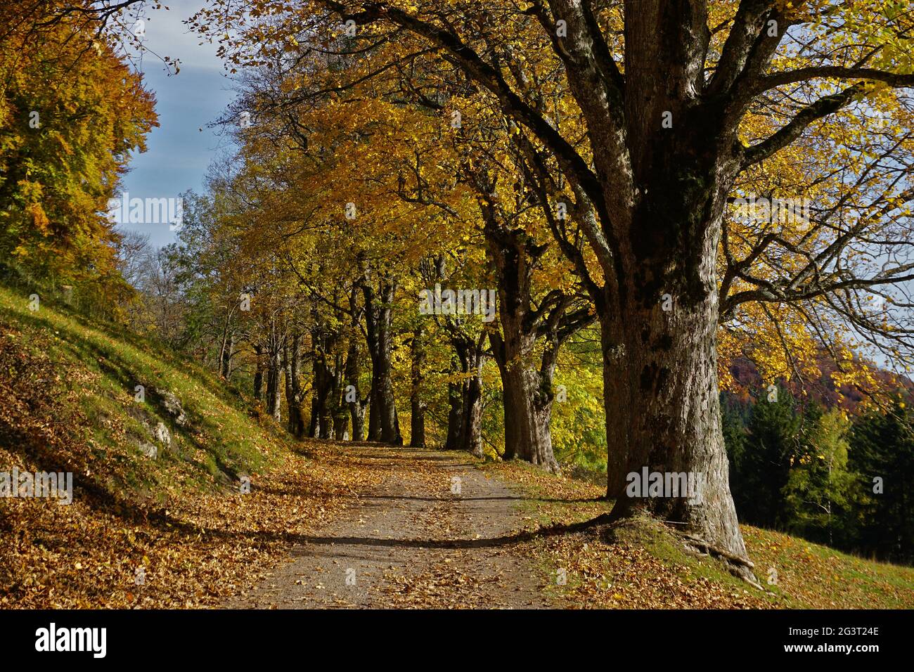 Von Bäumen gesäumte Straße mit herbstlichen Ahornbäumen an den schwäbischen alpen Stockfoto