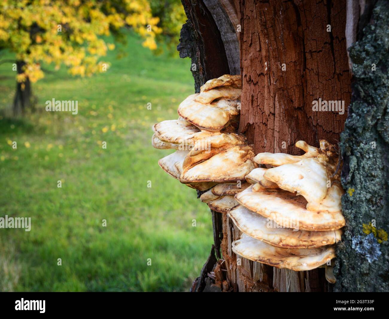 Der Pilz auf der Baumrinde Stockfoto