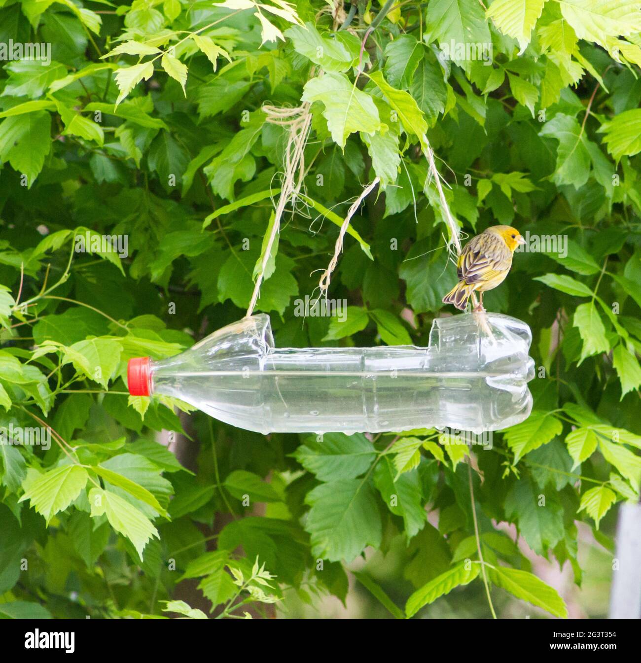Futterautomaten und Trinkgeräte für Vögel aus recycelten Plastikflaschen  Stockfotografie - Alamy