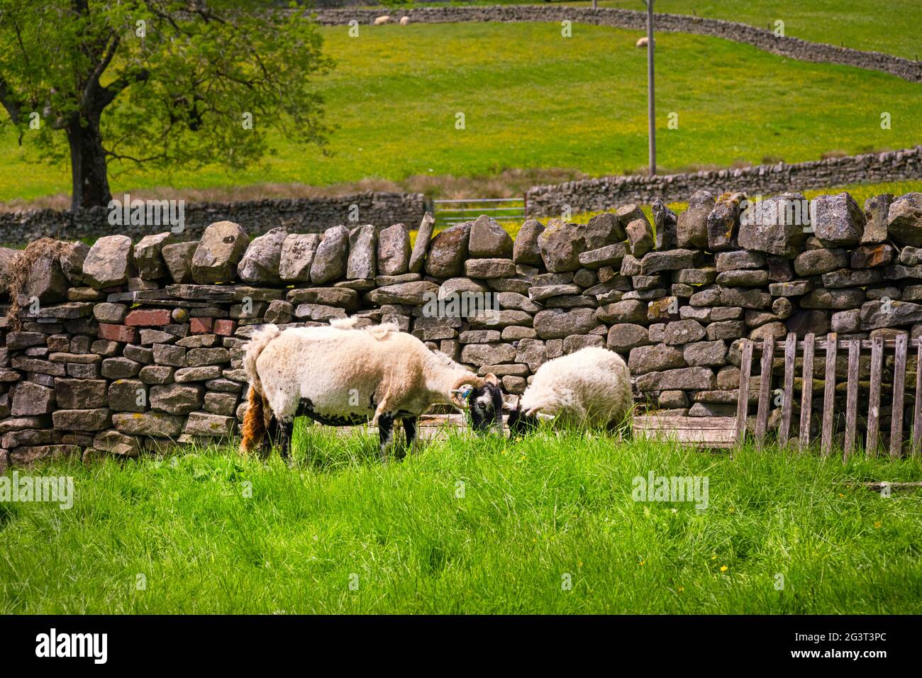 Zwei Schafe mit Hörnern auf einem üppigen Feld vor einer Trockensteinmauer, Grafschaft Durham, England Stockfoto