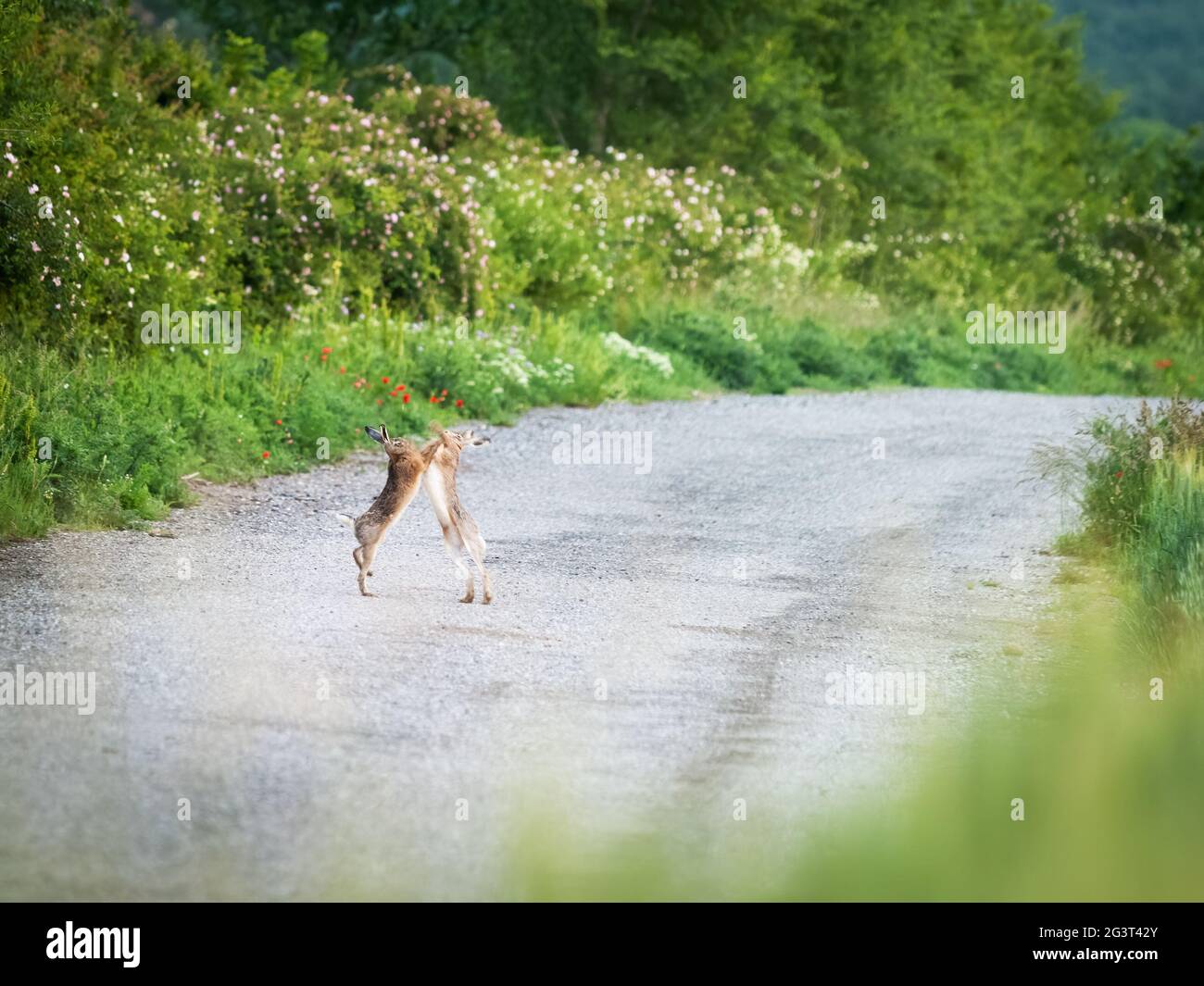 Zwei Hasen kämpfen im Frühjahr Stockfoto