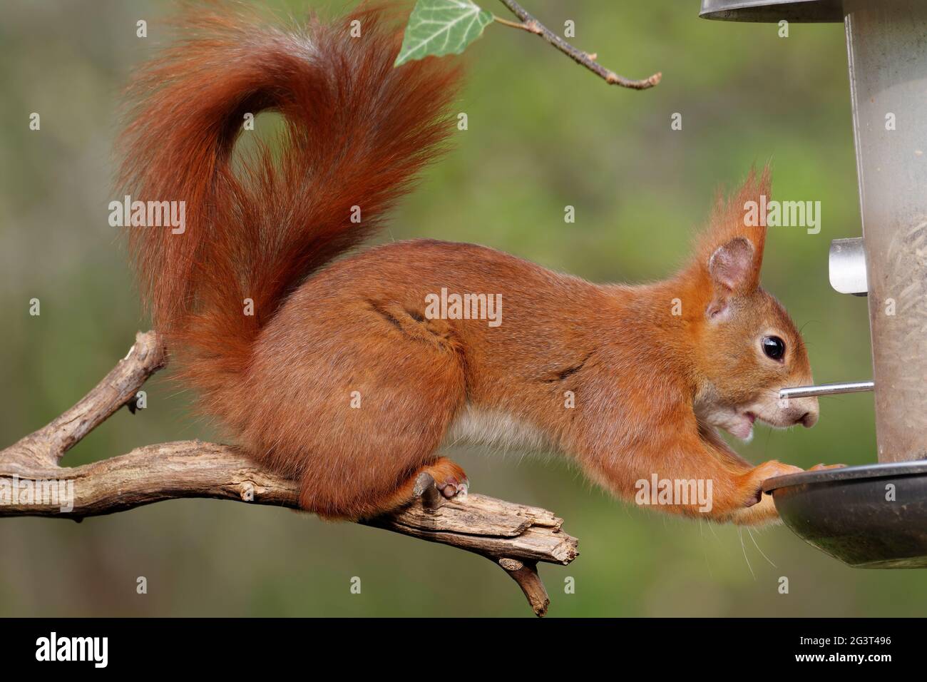 Eichhörnchen an der Fütterungssäule Stockfoto