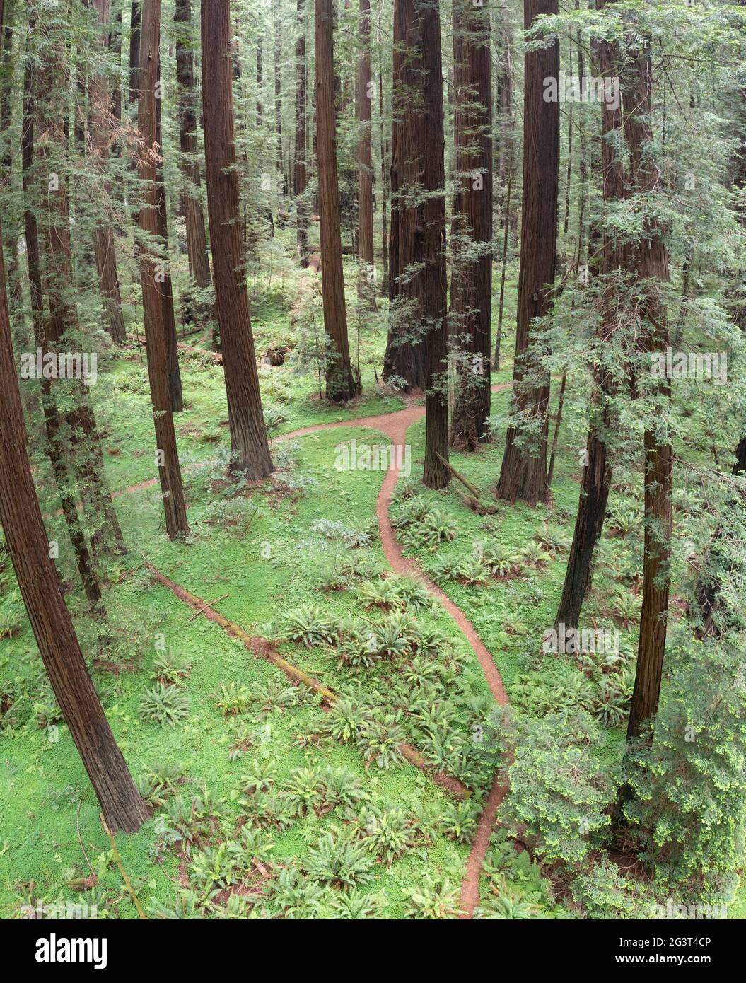 Unglaublich hohe Coastal Redwood Trees, Sequoia sempervirens, wachsen im feuchten Klima von Humboldt County, Nordkalifornien. Stockfoto