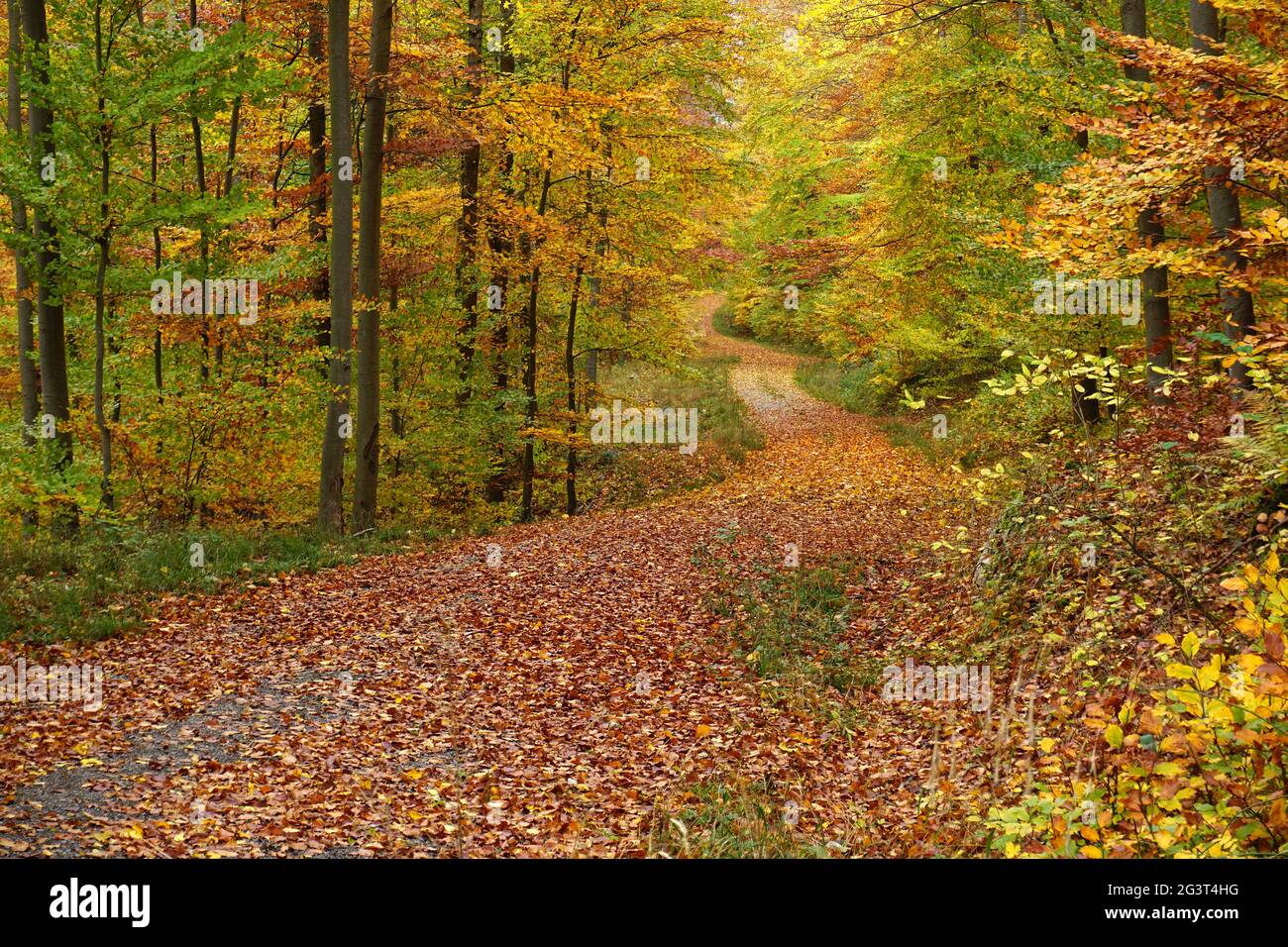 Weg in den herbstlichen Wald Stockfoto