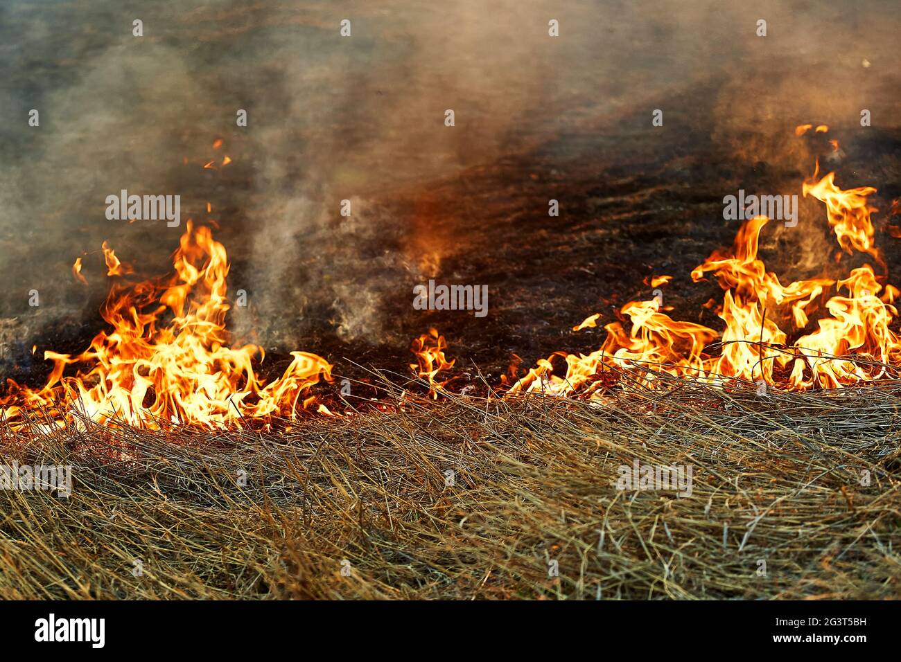 Offene Flamme. Brennendes trockenes Gras auf dem Feld. Extreme Katastrophen und Waldbrände während einer Dürre. Stockfoto