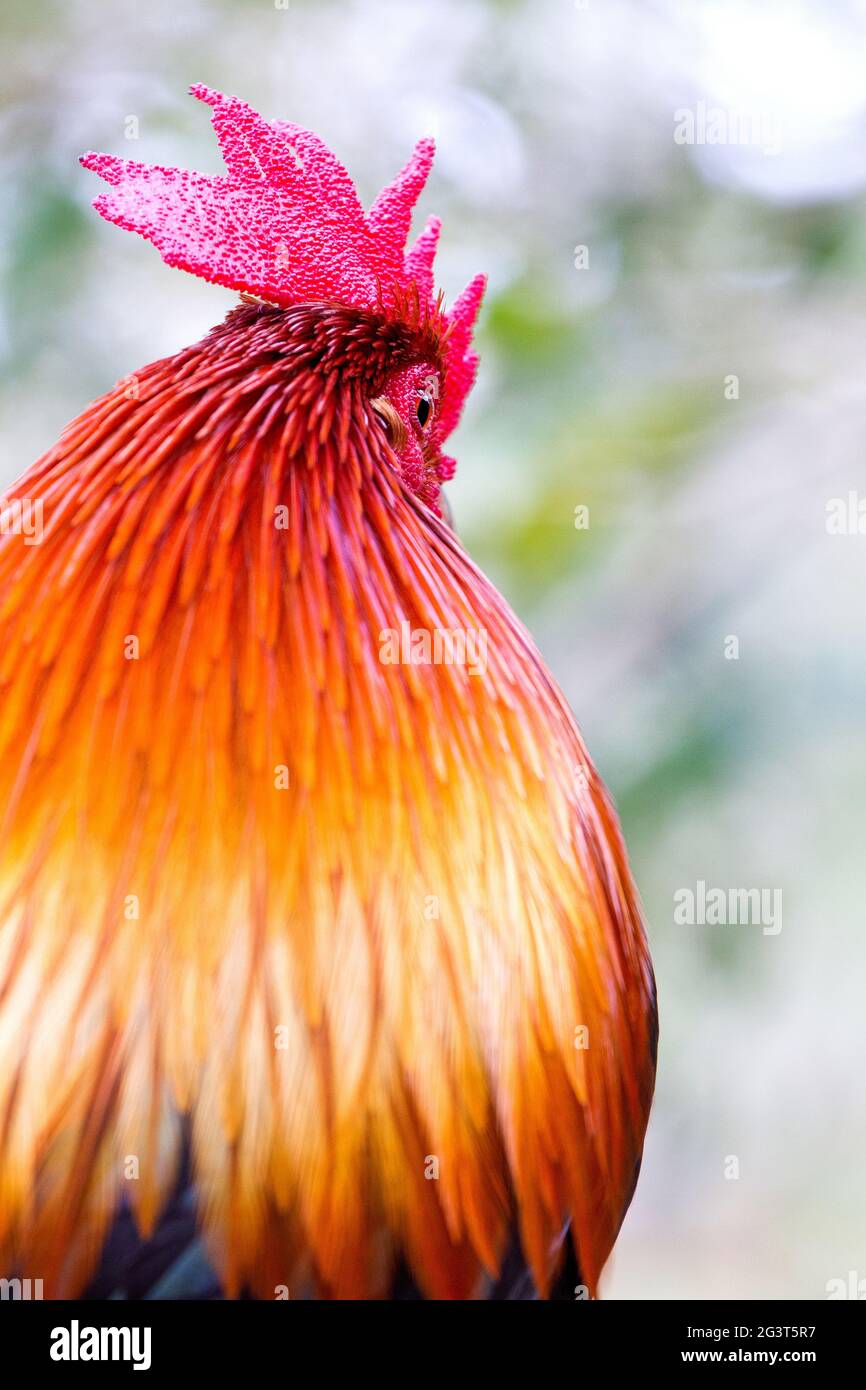 Serama Rooster Eye and Comb Closeup. Farbenfroher Serama Hahn von hinten mit Fokus auf sein Auge und leuchtend rotem Kamm Stockfoto