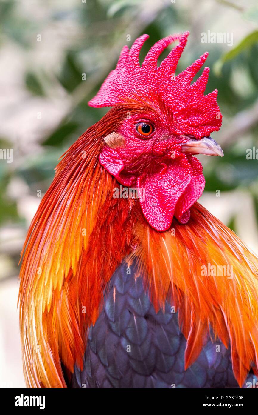 Nahaufnahme Des Serama-Hahns. Farbenfroher Serama-Hahn im Profil mit gesundem, leuchtend rotem Kamm und Wattleinen Stockfoto