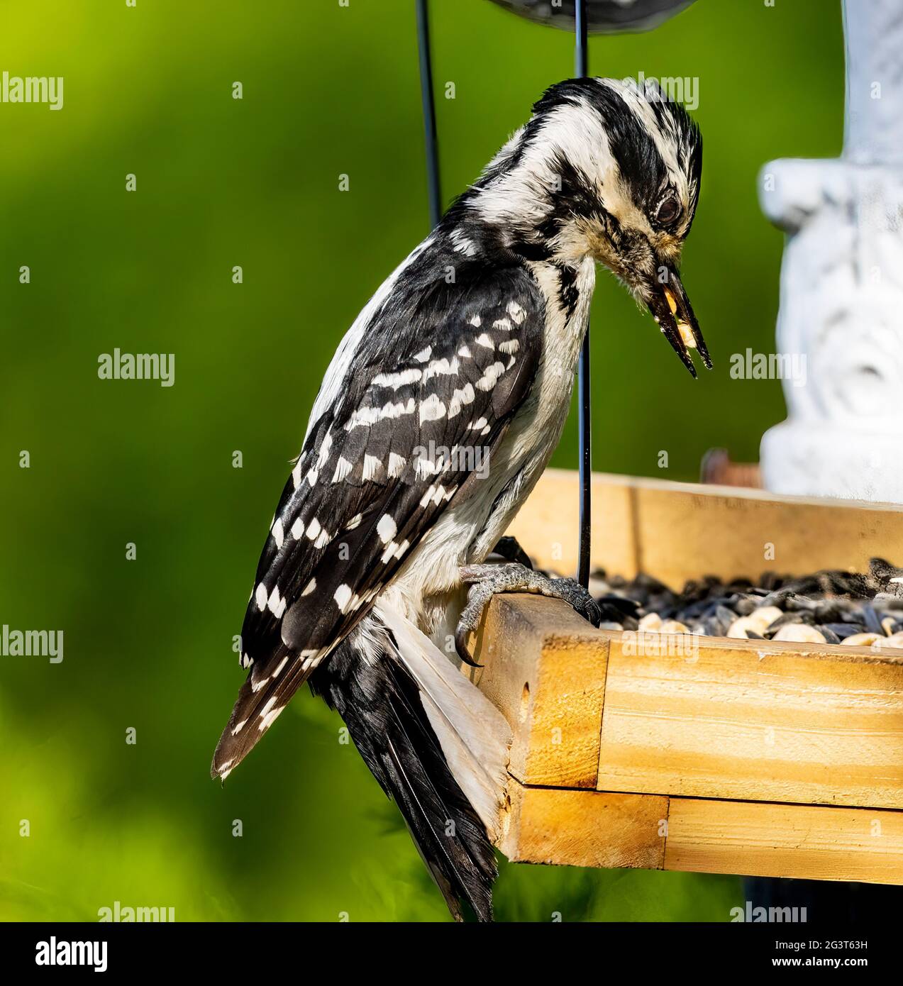 Weiblicher Specht (Dryobates pubescens) auf der Feeder mit Erdnüssen in Schnabelansicht Stockfoto