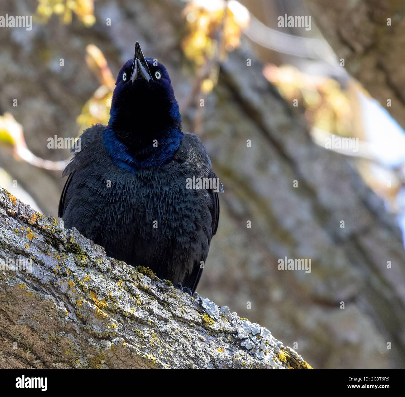 Gemeiner Grackle Quiscalus quiscula auf EINEM Zweig Stockfoto