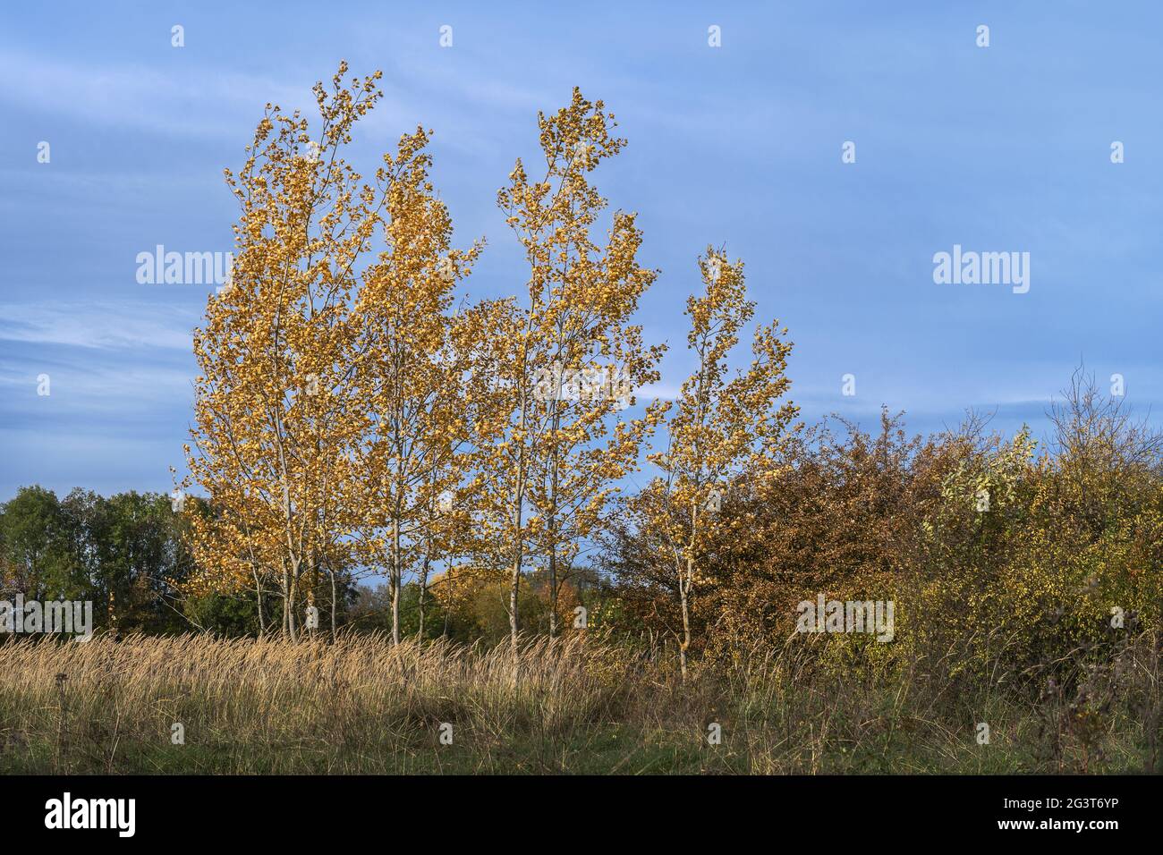 Gruppe von Bäumen im Herbst Stockfoto