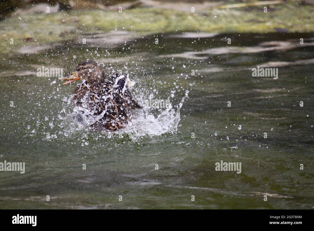 Mallard Duck, Köln, NRW, Aachener Weiher, Rheinland, Deutschland Stockfoto