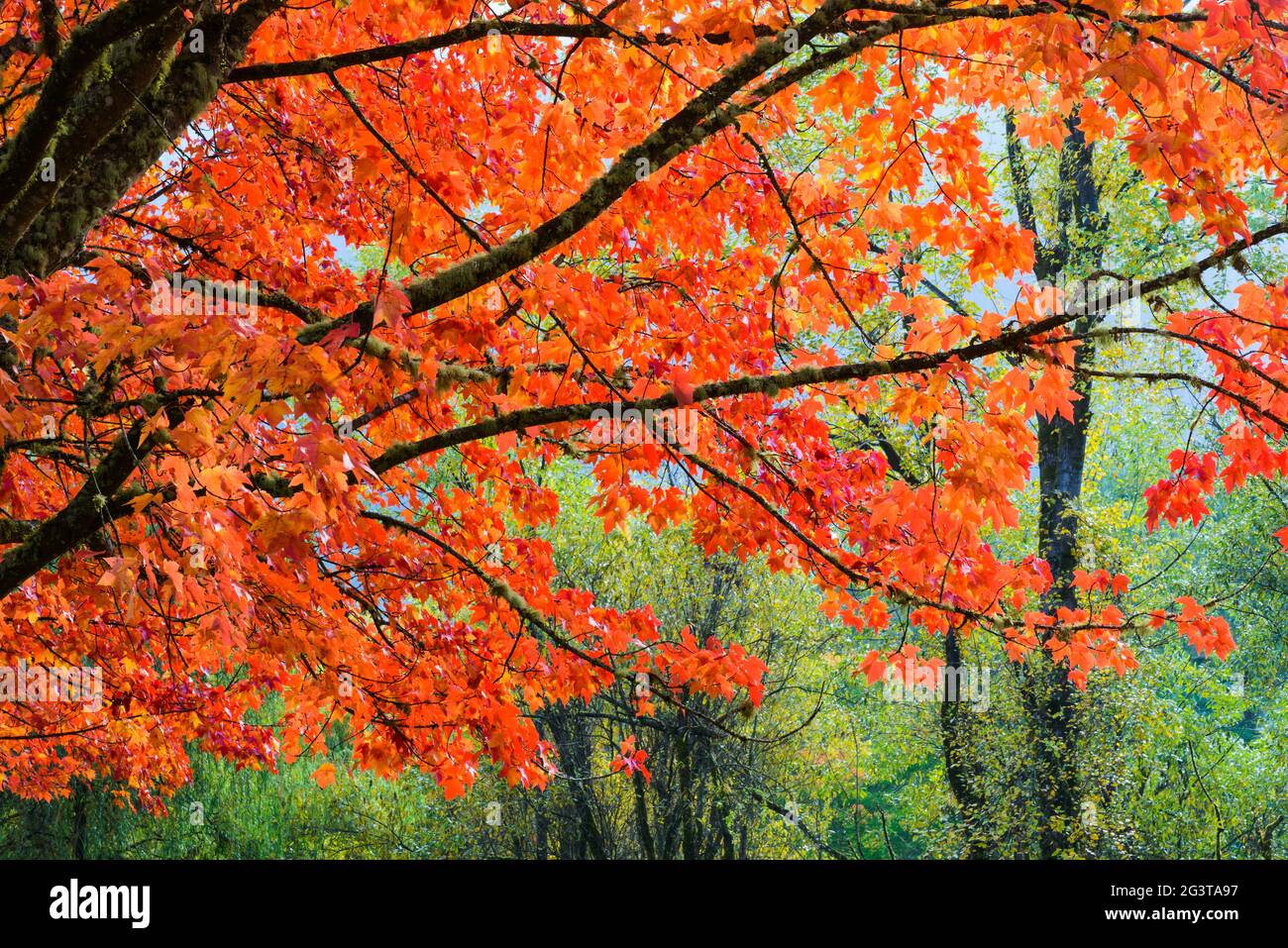 Ein Baum im Herbst mit roten Blättern steht in einem komplementellen Kontrast zu einem Hintergrund aus grünem Laub Stockfoto