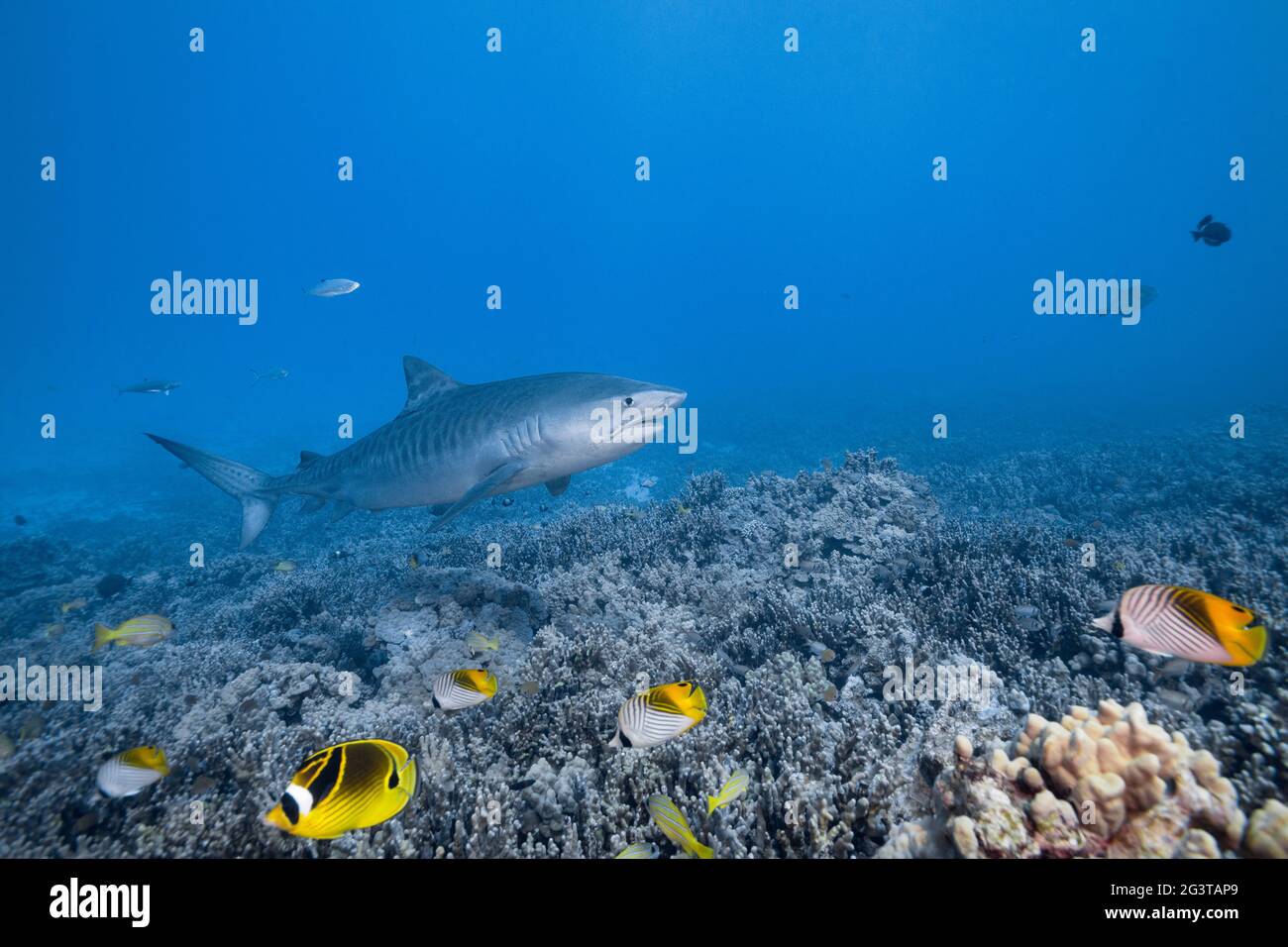 Der tellerhai Galeocerdo cuvier schwimmt über einem Korallenriff mit farbenfrohen Falterfischen, Schnappern und anderen tropischen Fischen, Honokohau, Kona, Hawaii, USA Stockfoto