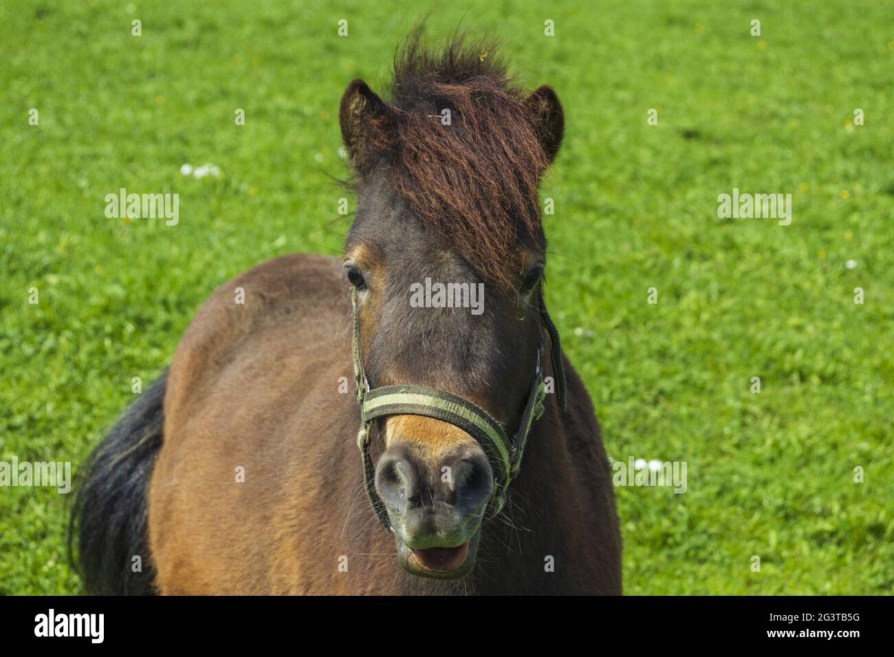Pony blickt erwartungsvoll auf den Fotografen Stockfoto