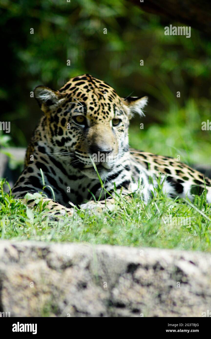 Zoo leben Stockfoto