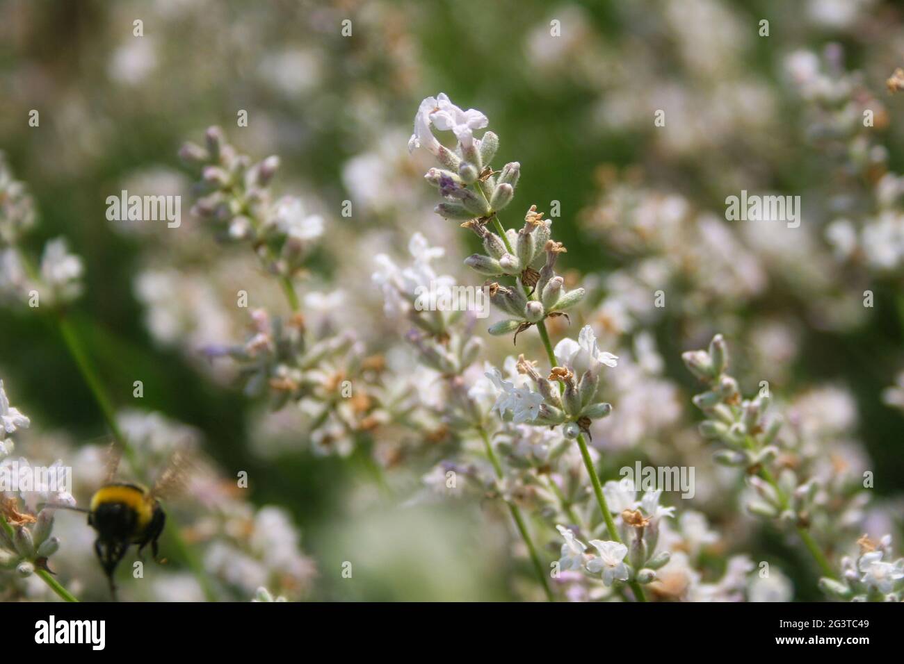 Eine Hummel, die auf einigen weißen Blumen ankommt Stockfoto