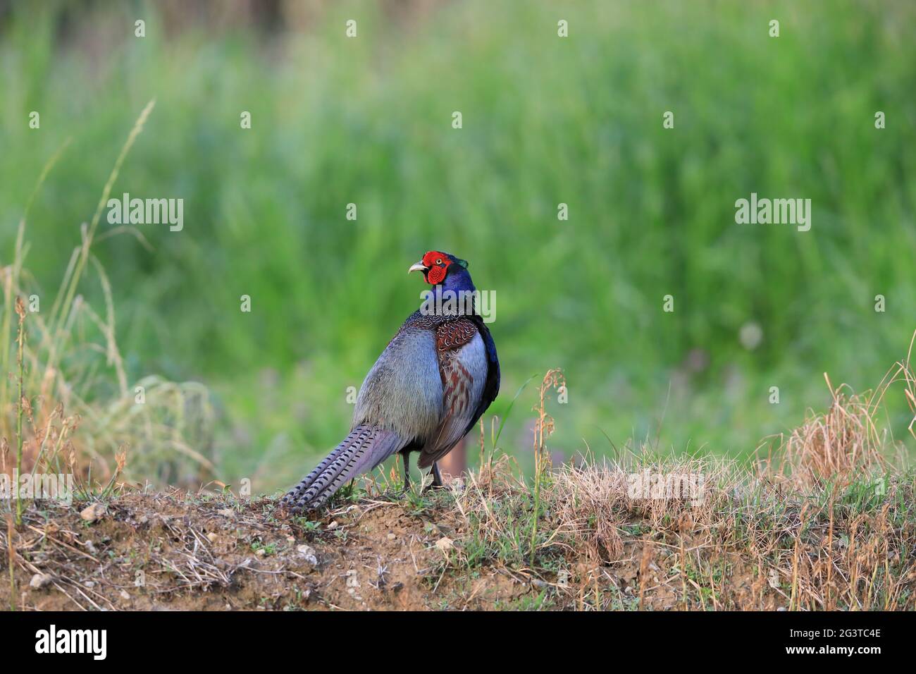 Japanischer grüner Fasan (Phasianus versicolor) in Japan Stockfoto