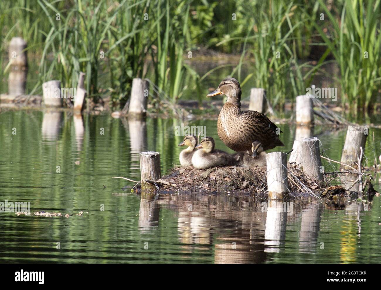 Mallard Duck, Köln, NRW, Aachener Weiher, Rheinland, Deutschland Stockfoto