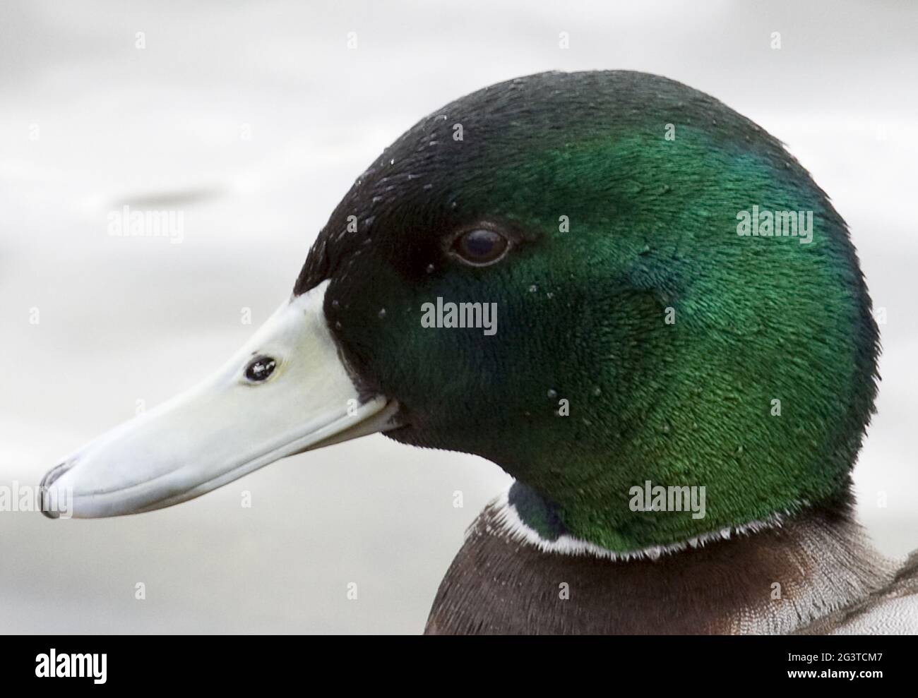 Mallard Duck, Köln, NRW, Aachener Weiher, Rheinland, Deutschland Stockfoto