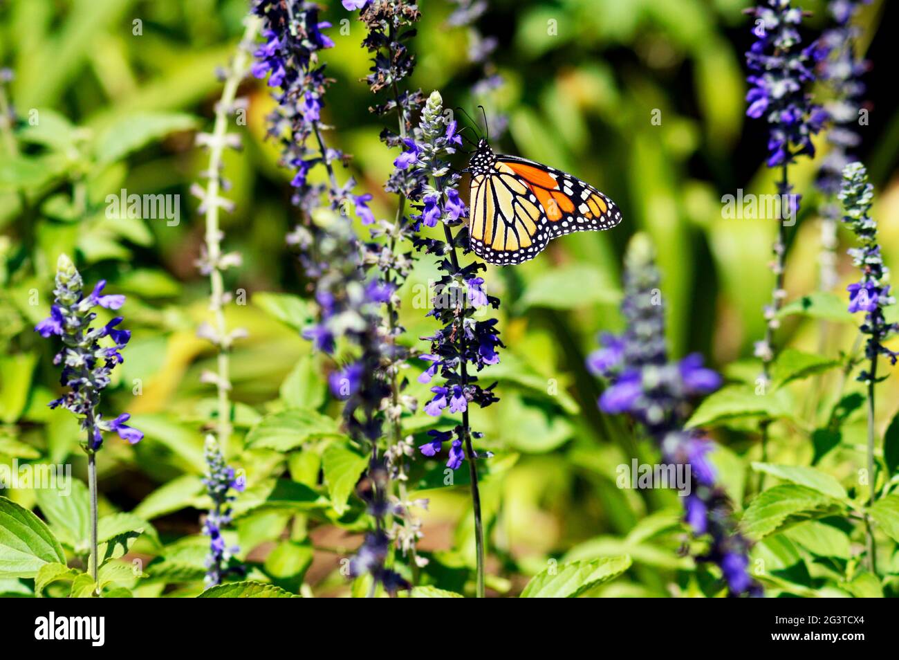 Zoo leben Stockfoto