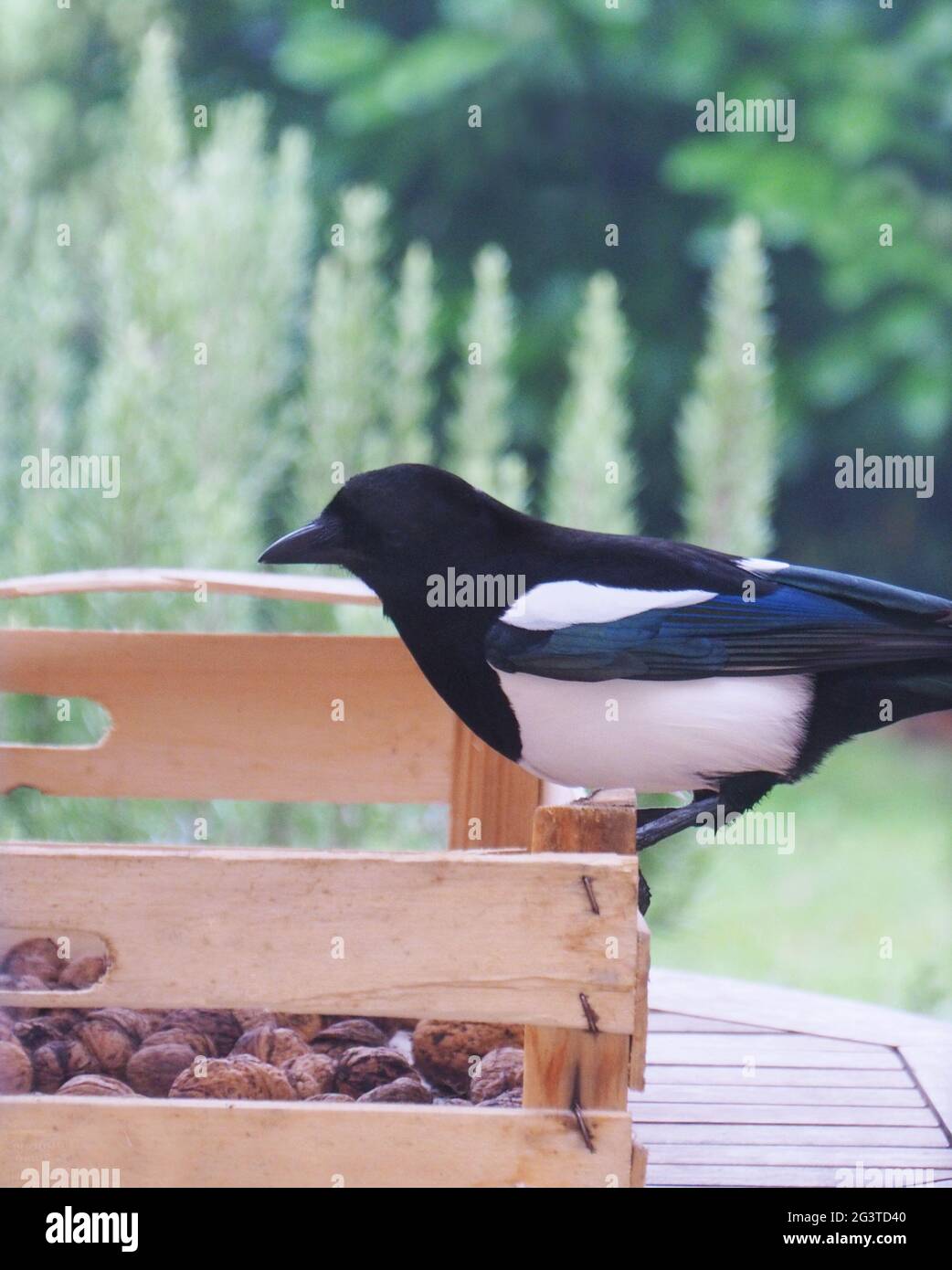 Elster stiehlt Nüsse in einem Garten Stockfoto