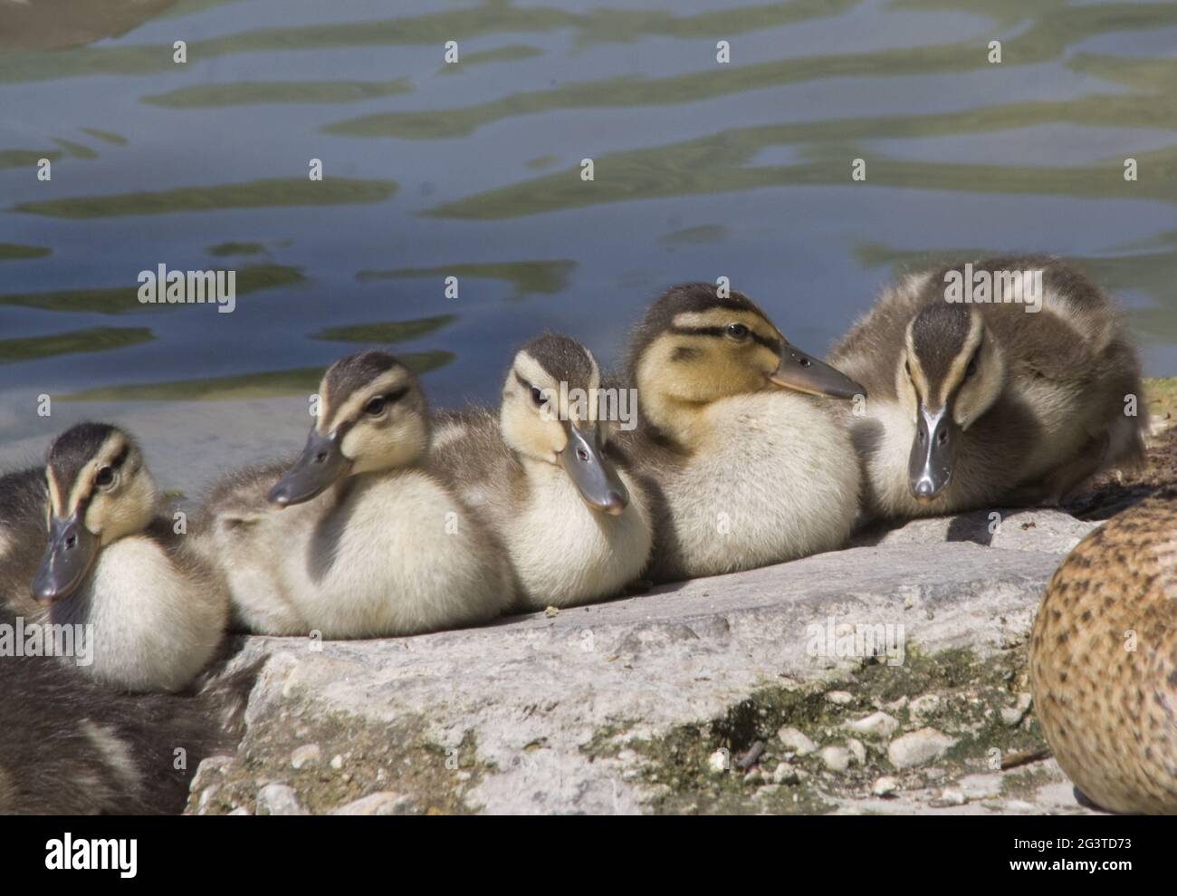 Mallard Duck, Köln, NRW, Aachener Weiher, Rheinland, Deutschland Stockfoto