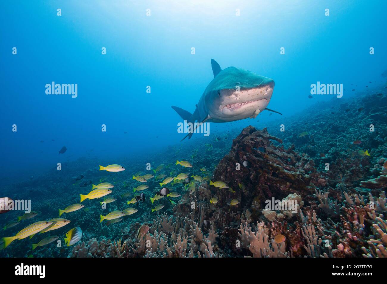 Großer weiblicher Tiger-Hai, Galeocerdo cuvier, mit schiefen Kieferknochen aus Fischinteraktion & einem Remora- oder Sharksucker und blaureifen Schnapper, Kona, Hawaii Stockfoto