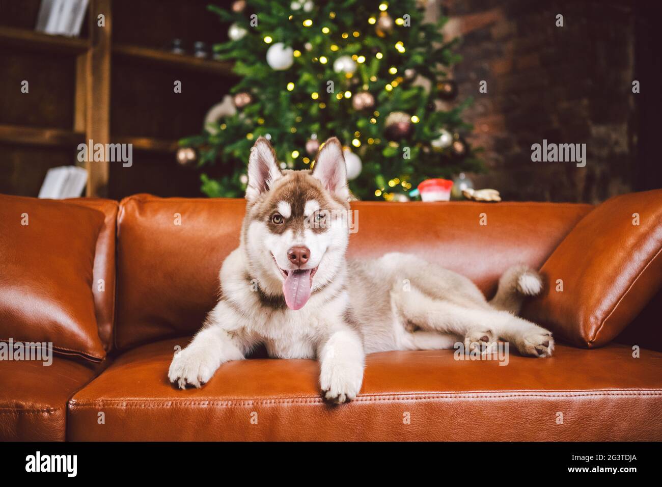 Welpen männlich sibirischen Husky von weiß beige Farbe im inneren Wohnzimmer bekommt Freude auf rotem Ledersofa gegen Bibliothek und Chr. Stockfoto