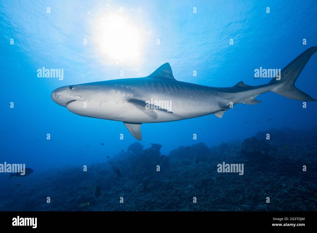 tellerhai, Galeocerdo cuvier, Honokohau, Kona, Big Island, Hawaii, USA (zentraler Pazifischer Ozean) Stockfoto