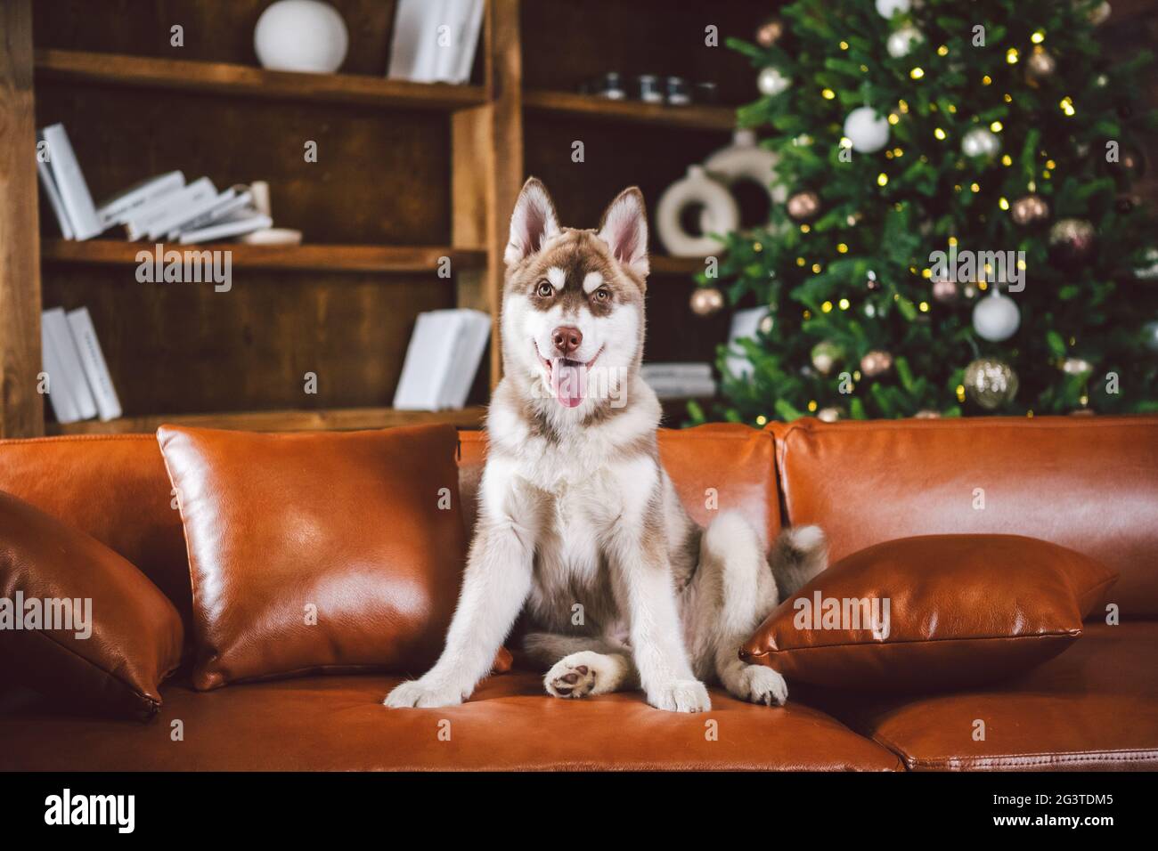 Welpen männlich sibirischen Husky von weiß beige Farbe im inneren Wohnzimmer bekommt Freude auf rotem Ledersofa gegen Bibliothek und Chr. Stockfoto