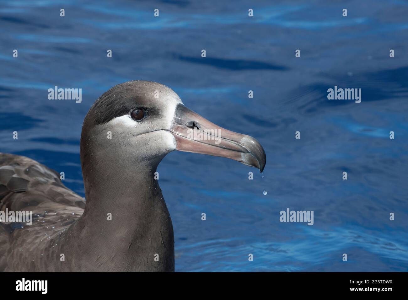 Schwarzfuß-Albatros, Phoebastria nigripes, mit Wasser, das vom Schnabel abtropft und auf Federn reißt, nachdem es den Kopf in den Ozean vor South Kona, Hawaii, getaucht hat Stockfoto