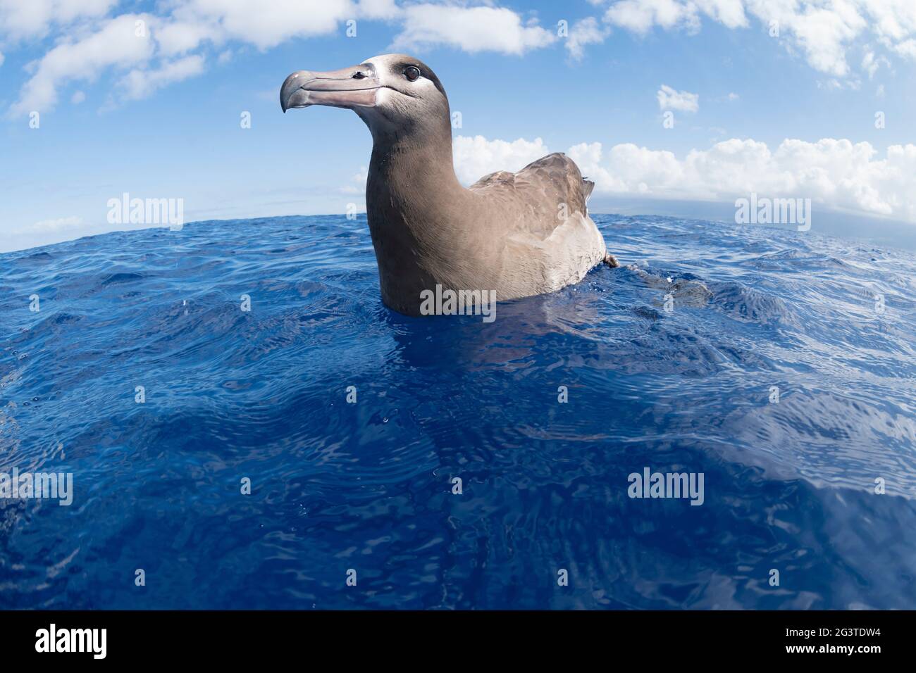 Schwarzfuß-Albatros, Phoebastria nigripes, schwimmend im Ozean vor South Kona, Hawaii Island ( The Big Island ) Hawaii, USA ( Central Pacific Ocean ) Stockfoto