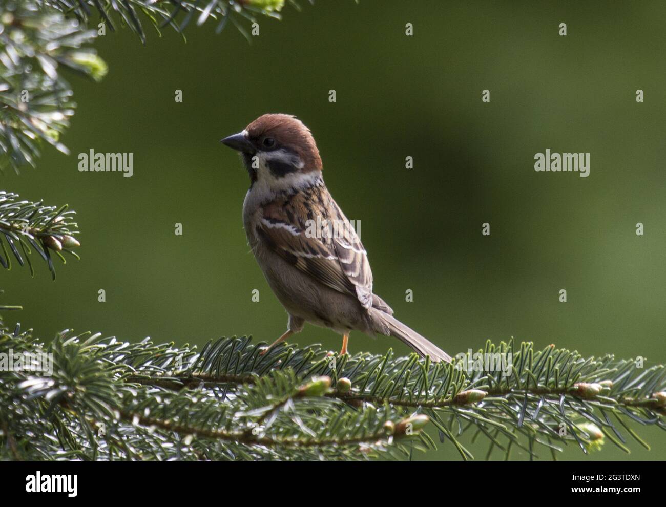 Baumsparrow, Wahner Heide, NRW, Deutschland Stockfoto