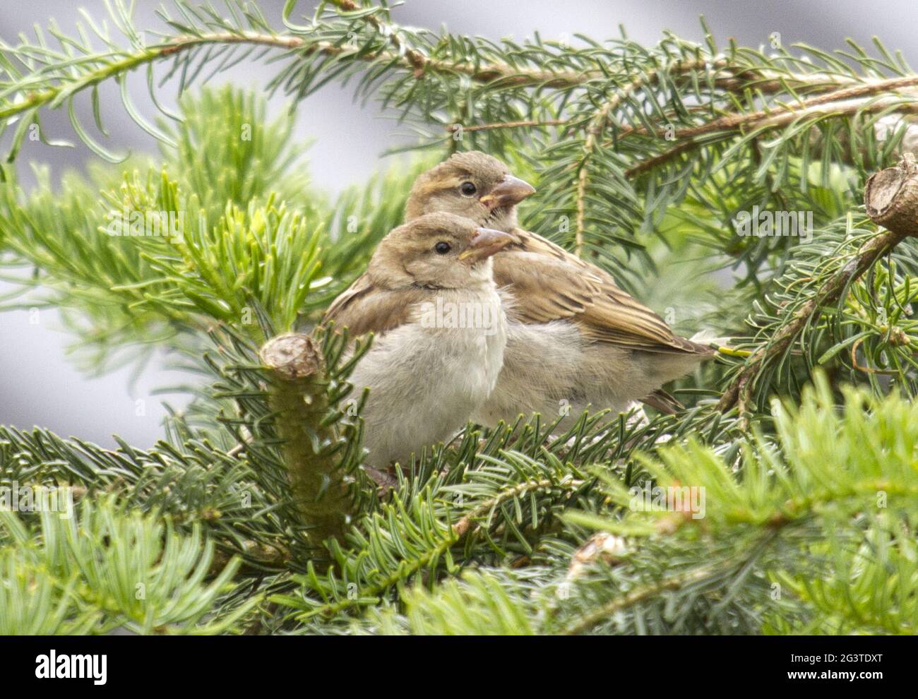 Baumsparrow, Wahner Heide, NRW, Deutschland Stockfoto