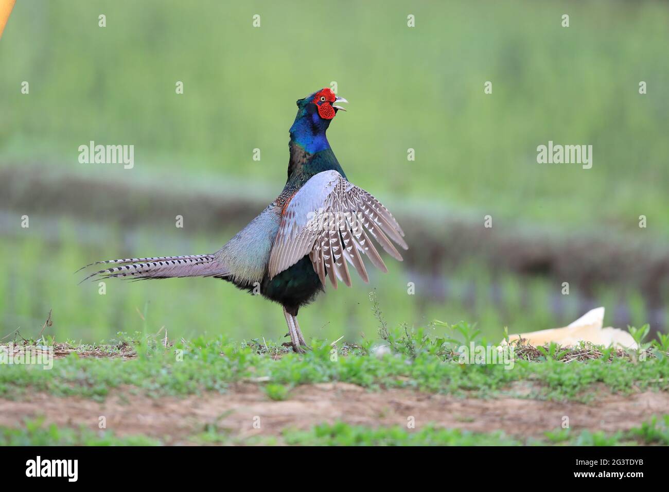 Japanischer grüner Fasan (Phasianus versicolor) in Japan Stockfoto