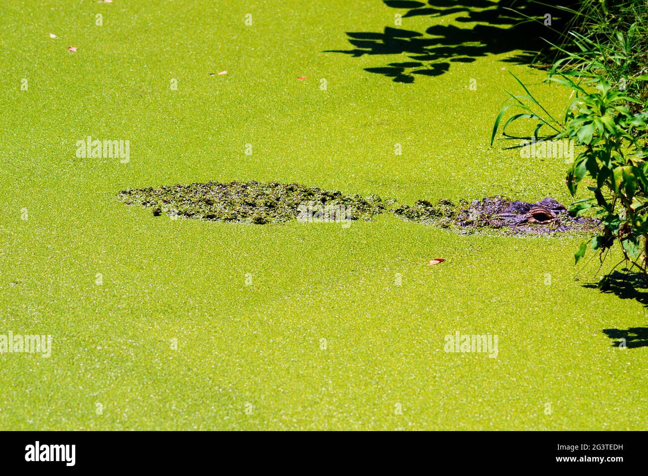 Zoo leben Stockfoto