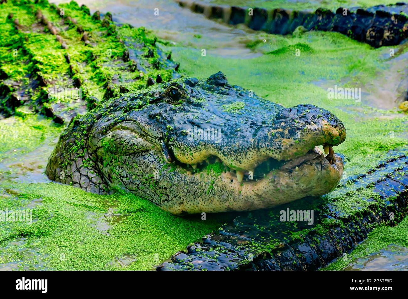 Ein erwachsener Alligator wartet auf Essen auf der Gulf Coast Gator Ranch and Tours, 12. Juni 2021, in Moss Point, Mississippi. Stockfoto