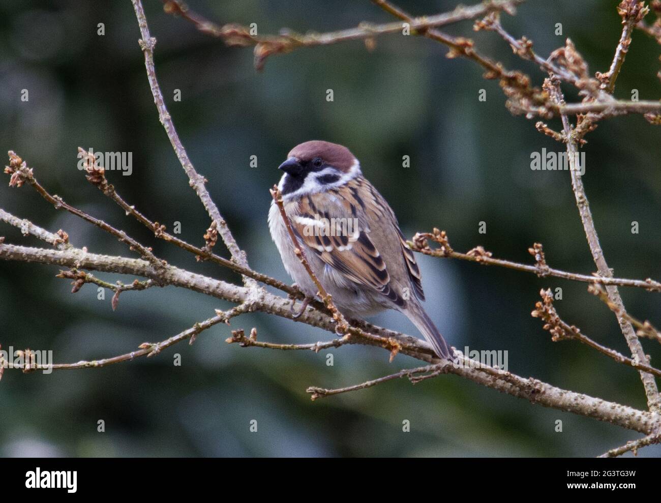 Baumsparrow, Wahner Heide, NRW, Deutschland Stockfoto
