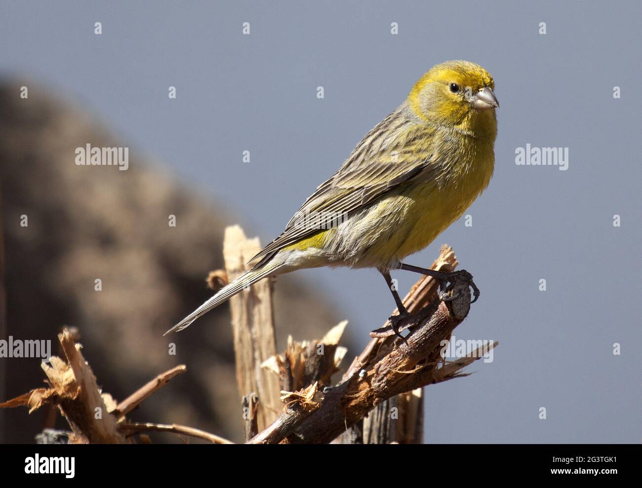 Kanarienlantik, Teide, Teneriffa, Kanarische Inseln, Spanien Stockfoto