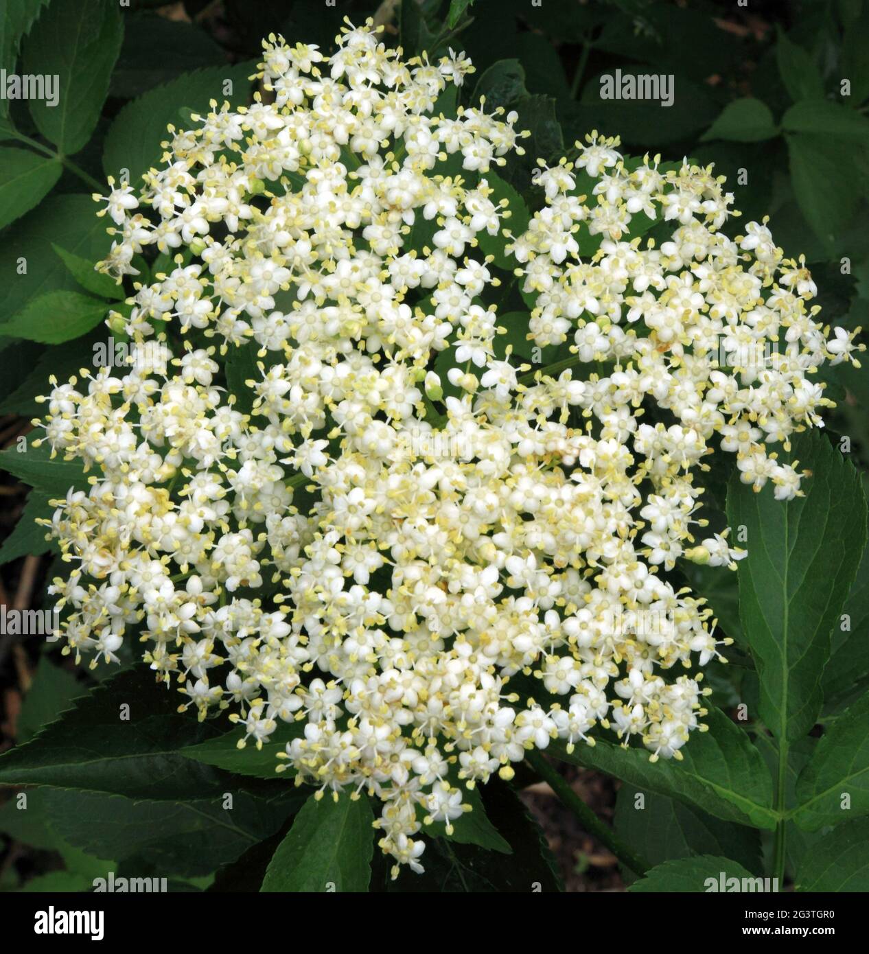 Sambucus nigra, Holunderblüte, weiße Blume, Laub, Gartenpflanze, Hecke, Busch, Baum Stockfoto