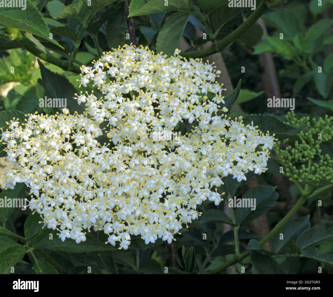 Sambucus nigra, Holunderblüte, weiße Blume, Laub, Gartenpflanze, Hecke, Busch, Baum Stockfoto