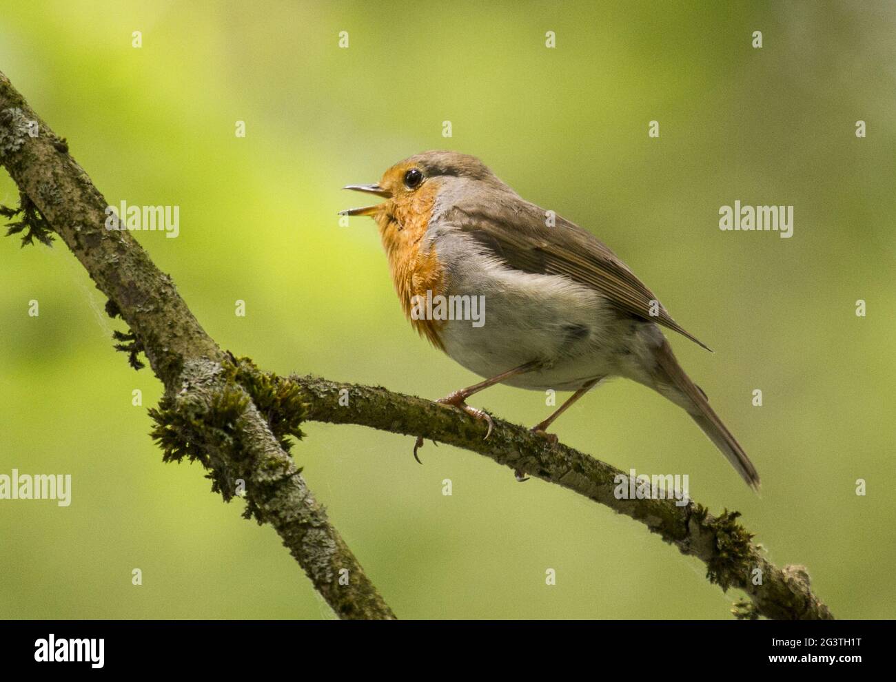 Robin, Wahnbachtaldam, Rheinland, Deutschland Stockfoto