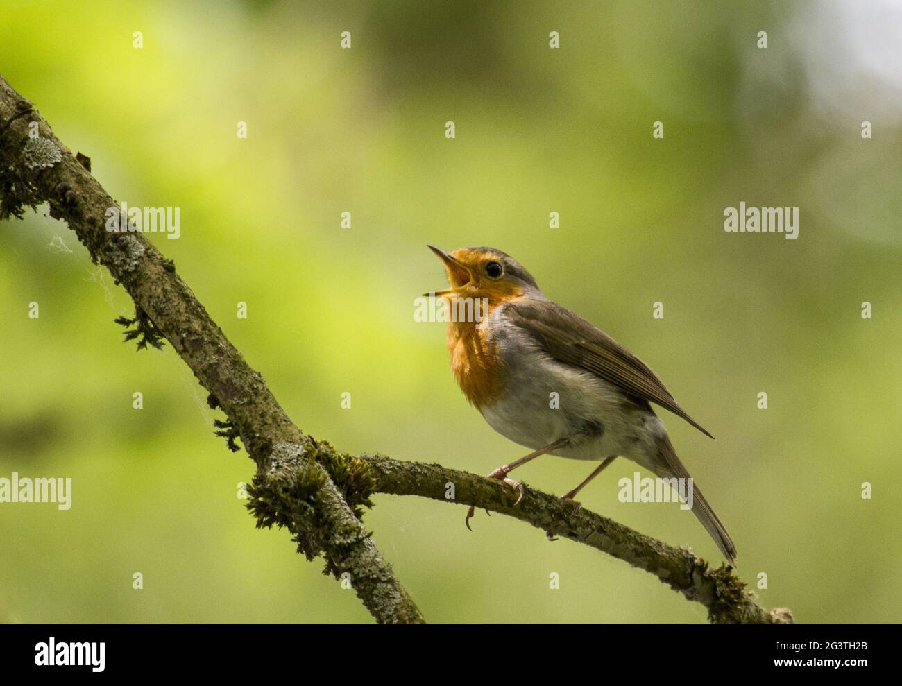 Robin, Wahnbachtaldam, Rheinland, Deutschland Stockfoto