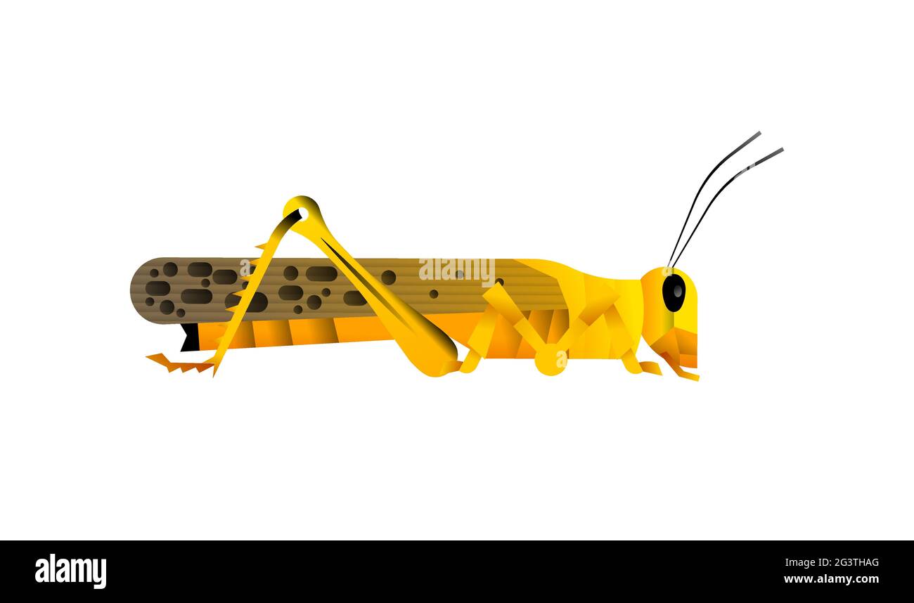 Große afrikanische Heuschreckeninsekt-Illustration auf isoliertem weißem Hintergrund. Grasshopper Schädlingsbekämpfungsmittel Tierkonzept. Pädagogische Wildlife-Design in modernen Cartoon st Stock Vektor