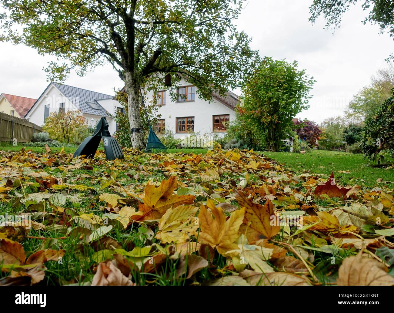 Herbstblätter auf dem Rasen vor einem Einfamilienhaus im Landhausstil Stockfoto